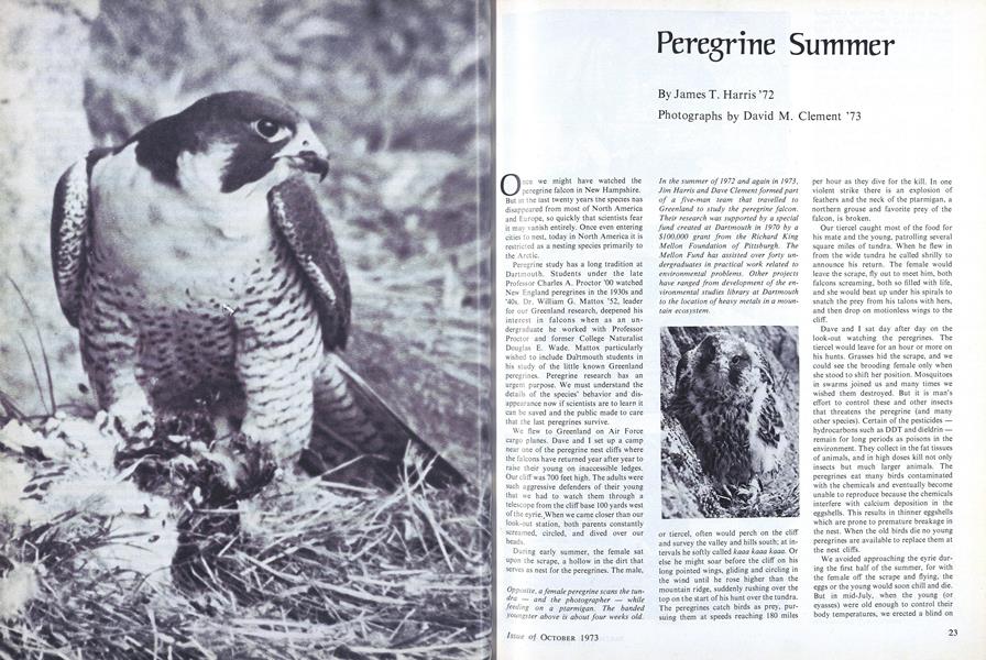Peregrine Summer