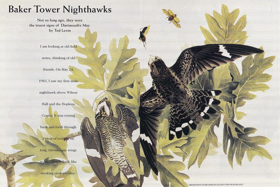 Baker Tower Nighthawks