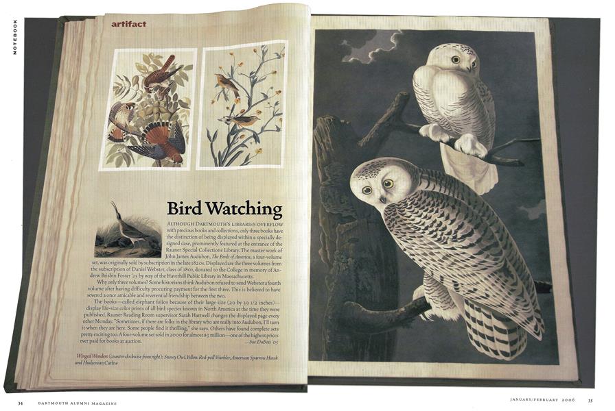 Bird Watching